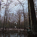 Bayou Meto Morning by Glenn Pollard