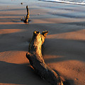 Beach Driftwood Photograph by Ted Keller Beach Driftwood Photograph by Ted Keller