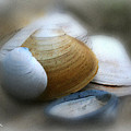 Beach Shells by Linda Sannuti Beach Shells by Linda Sannuti