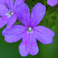 Beach Verbena by Paul Rebmann