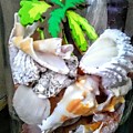 Beachcombing Photograph by Suzanne Berthier Beachcombing Photograph by Suzanne Berthier