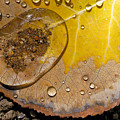 Tiny Pond Photograph by Becky Titus Tiny Pond Photograph by Becky Titus