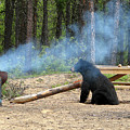 Bear Chef Photograph by Ted Keller Bear Chef Photograph by Ted Keller