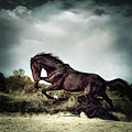 Beautiful black stallion horse running on the stormy sky Photograph by Dimitar Hristov Beautiful black stallion horse running on the stormy sky Photograph by Dimitar Hristov