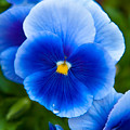 Beautiful Blues Photograph by Az Jackson Beautiful Blues Photograph by Az Jackson