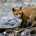 Beautiful fox cub Photograph by Sam Rino Beautiful fox cub Photograph by Sam Rino
