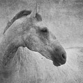 Beautiful Grey Horse In Textured Black And White by Michelle Wrighton