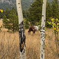 Beautiful Horse Through The Aspen Trees Trunks Photograph by James BO Insogna Beautiful Horse Through The Aspen Trees Trunks Photograph by James BO Insogna