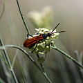 Beautiful Little Nightmare by Colleen Cornelius Beautiful Little Nightmare by Colleen Cornelius