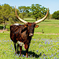 Beautiful longhorn bull Photograph by Raul Rodriguez Beautiful longhorn bull Photograph by Raul Rodriguez