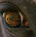 Beauty Is In the Eye of the Beholder by Angela Rath Beauty Is In the Eye of the Beholder by Angela Rath