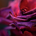 Beauty's Rose Photograph by Theresa Tahara Beauty's Rose Photograph by Theresa Tahara