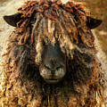 Because Ewe Are Worth It by Linsey Williams Because Ewe Are Worth It by Linsey Williams