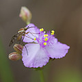 Bee Fly on Roseling by Paul Rebmann