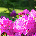 Bee Flying Over Catawba Rhododendron Photograph by D K Wall Bee Flying Over Catawba Rhododendron Photograph by D K Wall