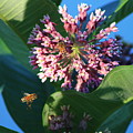 Bee Flying to Milkweed in Elgin Illinois Photograph by Colleen Cornelius Bee Flying to Milkweed in Elgin Illinois Photograph by Colleen Cornelius
