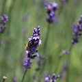 Bee on Deep Purple Lavender Spike by Colleen Cornelius Bee on Deep Purple Lavender Spike by Colleen Cornelius
