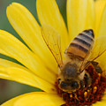 Bee on flower Photograph by Amy Fose Bee on flower Photograph by Amy Fose