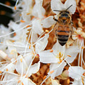 Bee on Flowers 2 Photograph by Amy Fose Bee on Flowers 2 Photograph by Amy Fose
