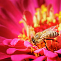 Bees Business Photograph by Rick Deacon Bees Business Photograph by Rick Deacon