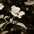 Bees on Country Roses in Sepia Chicago Botanical Gardens Photograph by Colleen Cornelius Bees on Country Roses in Sepia Chicago Botanical Gardens Photograph by Colleen Cornelius