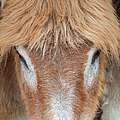 Believe Me Its Real Photograph by Jan Gelders Believe Me Its Real Photograph by Jan Gelders