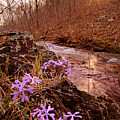 Bell Mountain Wilderness, Missouri. Shut-ins Creek Hike. Photograph by Robert Charity Bell Mountain Wilderness, Missouri. Shut-ins Creek Hike. Photograph by Robert Charity