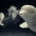 Beluga Delphinapterus Leucas Whale by Hiroya Minakuchi Beluga Delphinapterus Leucas Whale by Hiroya Minakuchi