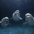 Beluga Whale Trio Blowing Bubbles Photograph by Hiroya Minakuchi Beluga Whale Trio Blowing Bubbles Photograph by Hiroya Minakuchi