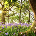 Bent tree in bluebell forest Photograph by Simon Bratt Bent tree in bluebell forest Photograph by Simon Bratt