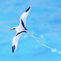 Bermuda Longtail Close-up by Jeff at JSJ Photography