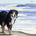 Bernese Mountain Dog At The Beach Painting by David Rogers Bernese Mountain Dog At The Beach Painting by David Rogers