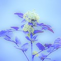 Berries on blue Photograph by Merle Grenz Berries on blue Photograph by Merle Grenz
