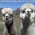 Betty what do you think Photograph by Kim Galluzzo Wozniak Betty what do you think Photograph by Kim Galluzzo Wozniak