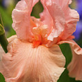 Beverly Sills Iris, 2 Photograph by Mark Mille Beverly Sills Iris, 2 Photograph by Mark Mille