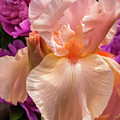 Beverly Sills Iris Photograph by Mark Mille Beverly Sills Iris Photograph by Mark Mille