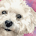 Bichon Frise Painting by David Rogers Bichon Frise Painting by David Rogers