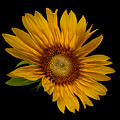 Big Sunflower Photograph by Debra and Dave Vanderlaan Big Sunflower Photograph by Debra and Dave Vanderlaan