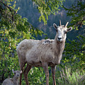 Bighorn Ewe and Lamb Photograph by Mark Miller Bighorn Ewe and Lamb Photograph by Mark Miller