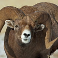 Bighorn Ram in Montana Photograph by Mark Miller Bighorn Ram in Montana Photograph by Mark Miller