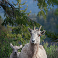 Bighorn Sheep Family Photograph by Mark Miller Bighorn Sheep Family Photograph by Mark Miller