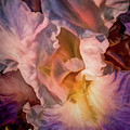 Billowing Grace 7 Mixed Media by Lynda Lehmann Billowing Grace 7 Mixed Media by Lynda Lehmann