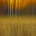 Birch At The Edge Of The Field 2015 Photograph by Thomas Young Birch At The Edge Of The Field 2015 Photograph by Thomas Young