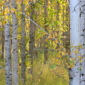 Birch Forest Photograph by Bonnie Bruno