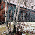 Birch Trees with Antique Barn, Winter Dusk at Camp Nyoda 1988 Digital Art by Kathy Anselmo Birch Trees with Antique Barn, Winter Dusk at Camp Nyoda 1988 Digital Art by Kathy Anselmo