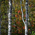 Birches by Elena Elisseeva Birches by Elena Elisseeva