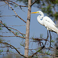 Bird 154 Photograph by Michael Fryd Bird 154 Photograph by Michael Fryd
