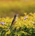 Bird in a Garden by Sandeep Gangadharan Bird in a Garden by Sandeep Gangadharan
