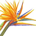 Bird Of Paradise by Midge Pippel Bird Of Paradise by Midge Pippel
