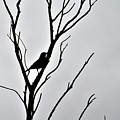 Bird Silhouette Photograph by Tracey Lee Cassin Bird Silhouette Photograph by Tracey Lee Cassin